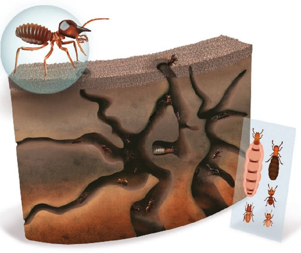 Funtime Gifts Ant Colony
