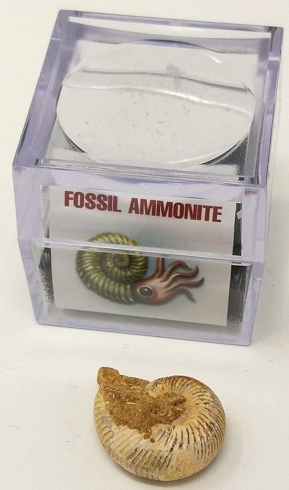 Keycraft Magnifier Box With Fossils