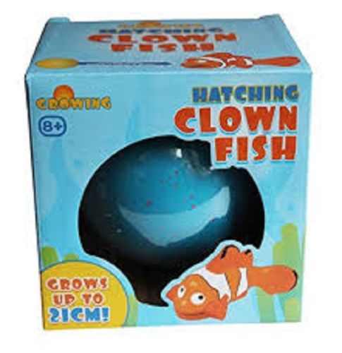 Hatching Clown Fish