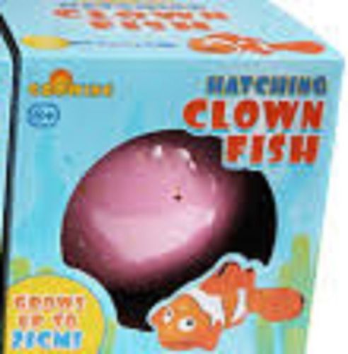 Hatching Clown Fish