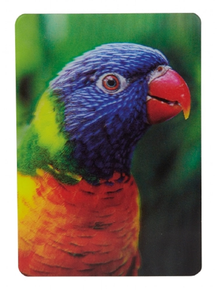 Ravensden Rainbow Lorikeet Parrot 3D Magnet 11cm