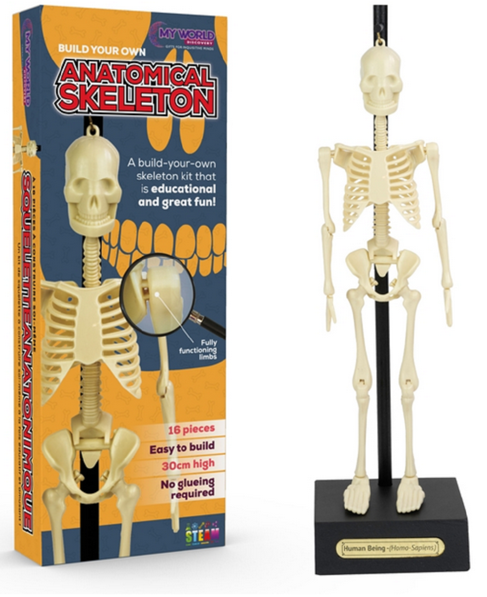 Funtime Gifts Anatomical Skeleton 30cm