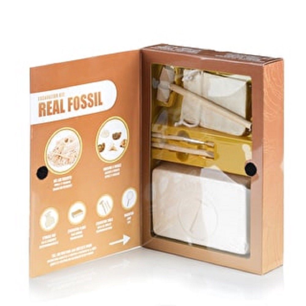 Real Fossil Excavation Kit